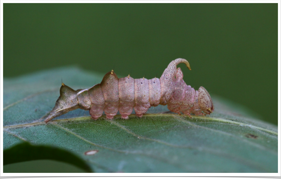 Oligocentria semirufescens
Red-washed Prominent
Lawrence County, Alabama